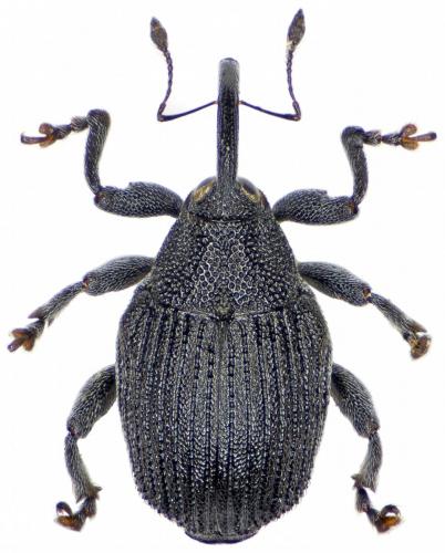 Ceutorhynchus roberti